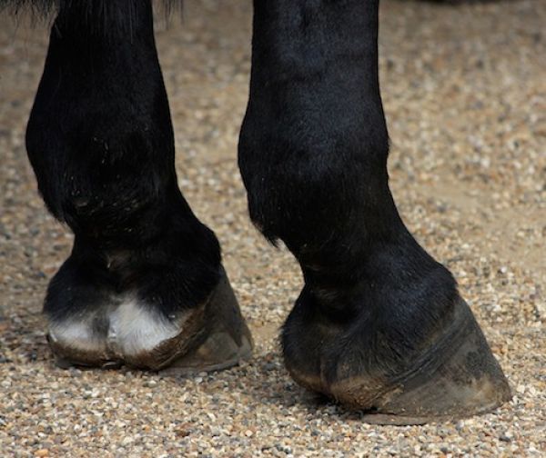 SetWidth600-horses-hooves-1649401280-pixabay2